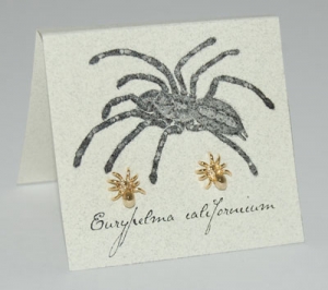 Spider Natural History Earrings - gold