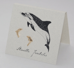 Dolphin Natural History Earrings - gold