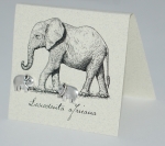 Elephant Natural History Earrings - silver