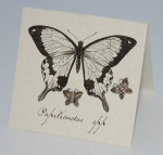 Butterfly Marcasite Natural History Earrings