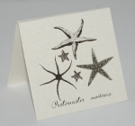 Starfish Natural History Earrings