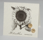 Sunflower Natural History Earrings - gold